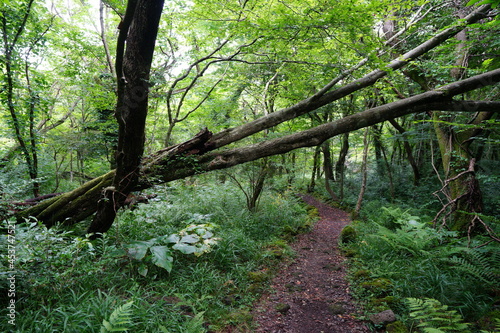 a flourishing summer forest with a path