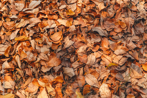 Top view of Dry leaves fall off. ideal for backgrounds and textures.