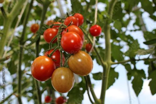 beautiful red tomatoes growing on a green bush in the garden