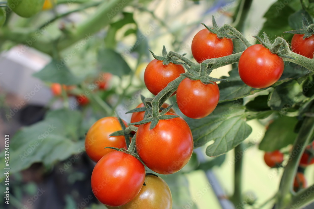 beautiful red tomatoes growing on a green bush in the garden