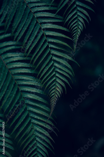 Natural background  fresh green leaves And black spaces for text input Abstract style vertical