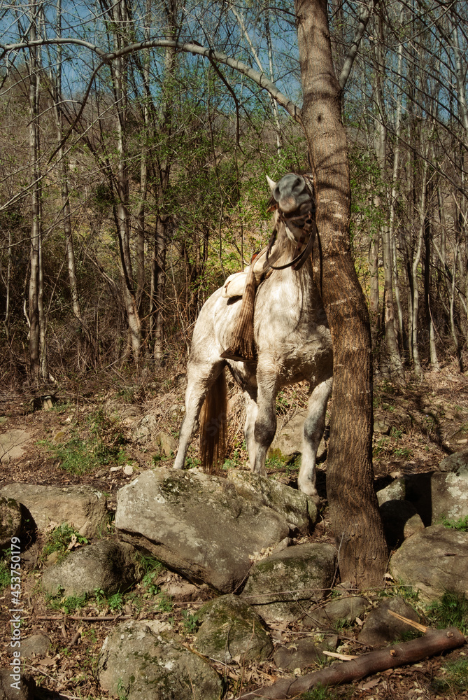 Obraz premium Caballo frotándose la cabeza contra un árbol