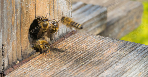 Biene kehrt zurück zu Bienenstock photo
