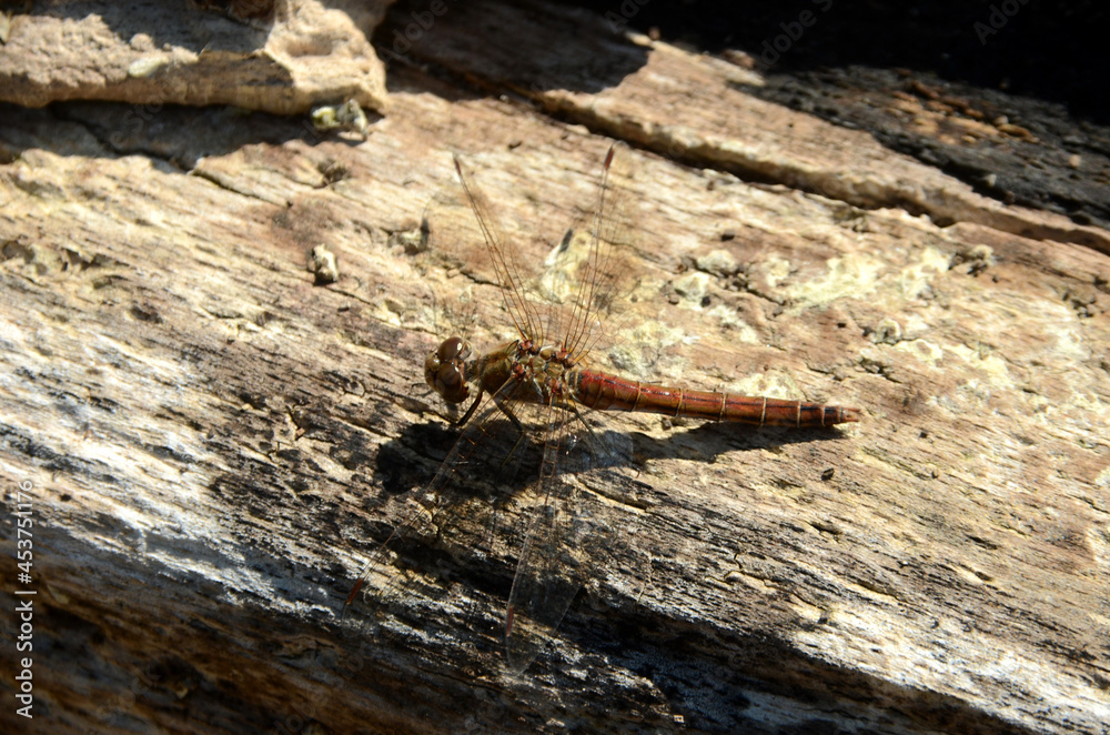 Red dragon fly Leucorrhinia dubia sits in sunlight on decayed tree trunk Red dragon fly Leucorrhinia dubia sits in sunlight on decayed tree trunk