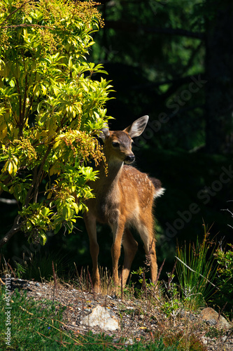 Φωτογραφία Baby deer partiality hiding behind a bush on a hill