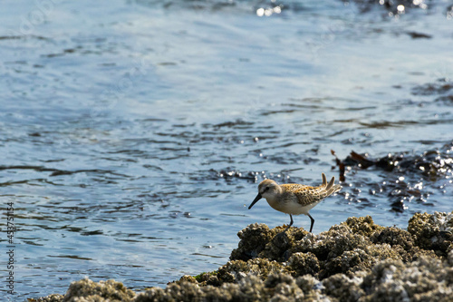 Sandpiper standing on a rock covered in barnacles, in front of the fluid ocean. Giving a feeling of solidarity. 
