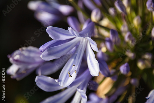 close up of blue hyacinth