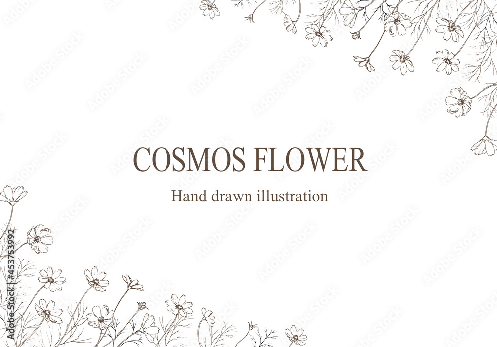 Obraz premium コスモスのペン画のフレーム 白背景