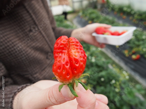 いちご狩りで撮れたいちごと差し出す手