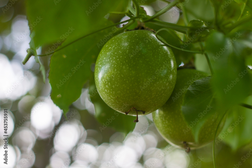 Branches of passion fruit and leaves On a blurred green background. Close up of passion fruit on the vine, selective focus. Branches of passion fruit and leaves On a blurred green background. Close up of passion fruit on the vine, selective focus.