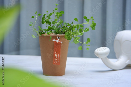 oregano plant in a paper pot