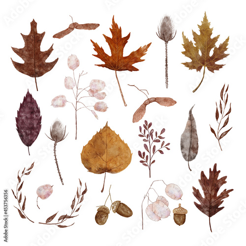 Watercolor autumn leaves collection. Set of fall leaves in pastel colors. Oak, maple, birch and willow leaves, acorn, maple seeds, lunaria, thistle. Detailed illustration isolated on white background. photo