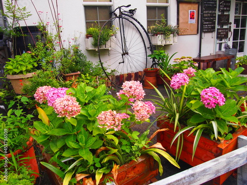カフェの前で咲くピンクの紫陽花と自転車のオブジェ