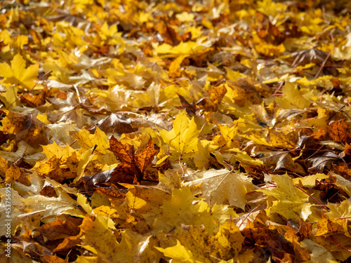 Colorful fall maple leaves fallen on ground. Autumn background. Top view.