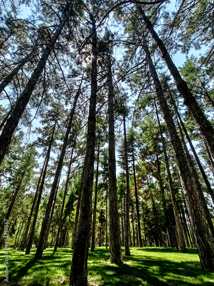 Fototapeta premium trees in the woods