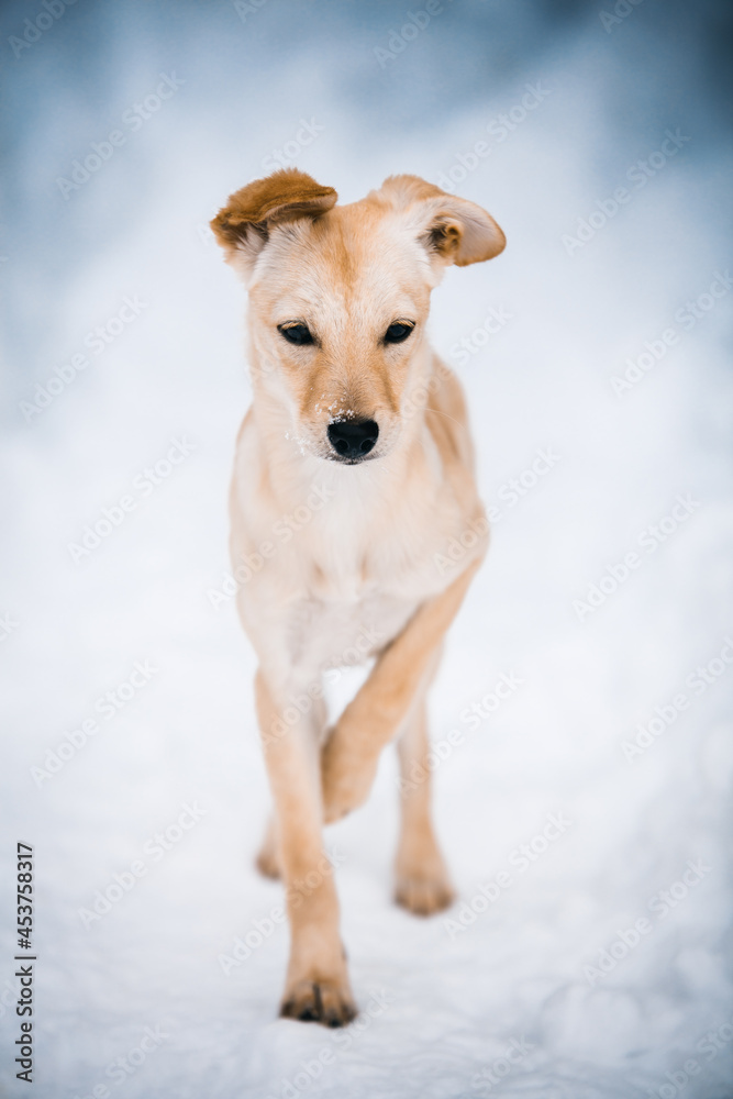 Beautiful puppy dog portrait in the snow, mixed-breed Beautiful puppy dog portrait in the snow, mixed-breed