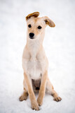 Cute sitting mixed breed puppy dog in the snow, white background