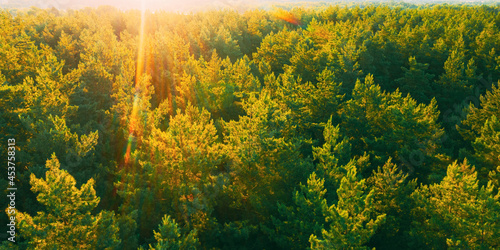 Aerial View Of Green Pine Coniferous Forest In Landscape In Spring. Top View Of European Woods At Springtime. Sunset Sunrise Lights