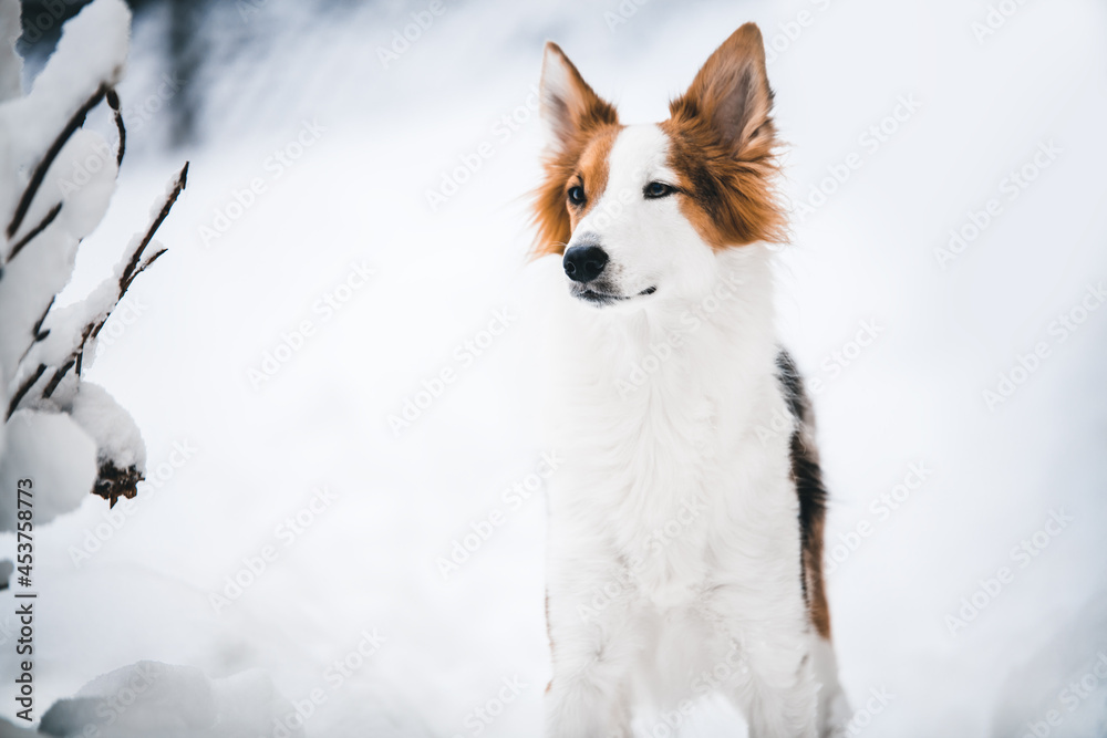 Beautiful mixed-breed dog standing in the snow Beautiful mixed-breed dog standing in the snow