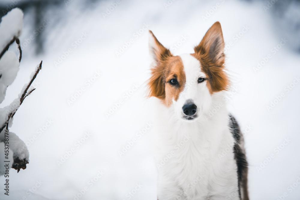 Beautiful mixed breed dog standing in the snow Beautiful mixed breed dog standing in the snow