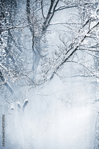 Broadleef tree covered with snow and ice, beautiful frosting background photo