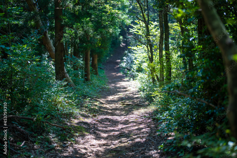 Fototapeta premium 富山県富山市の猿倉山、御前山、小佐波御前山を登山する風景 Scenery of climbing Sarukura Mountain, Gozen Mountain, and Ozanami Gozen Mountain in Toyama City, Toyama Prefecture. 