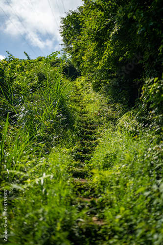                                                                                      Scenery of climbing Sarukura Mountain  Gozen Mountain  and Ozanami Gozen Mountain in Toyama City  Toyama Prefecture. 