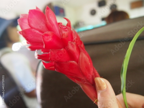 ハワイで咲く赤い花