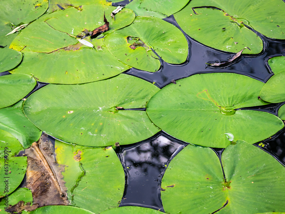Natural background, green leaves of water lilies on the dark water of the pond Natural background, green leaves of water lilies on the dark water of the pond