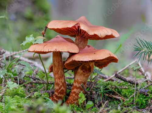 Eine Gruppe tödlich giftiger Pilz Spitzbuckeliger Rauhköpfe (Cortinarus Rubellus)