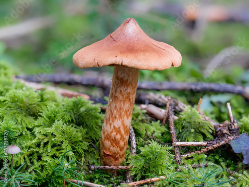 Der tödlich giftige Pilz Spitzbuckeliger Rauhkopf (Cortinarus Rubellus)