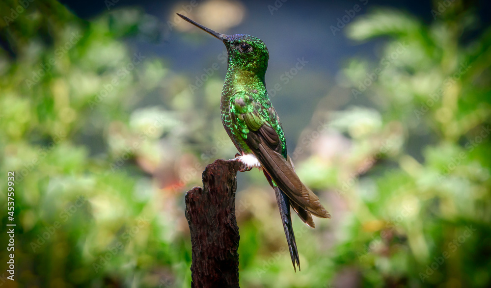 COLIBRì COLIBRì