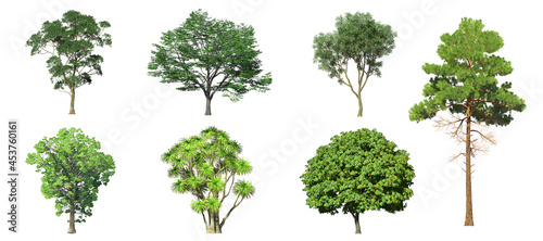 Collection Beautiful 3D Trees Isolated on white background   Use for visualization in architectural design