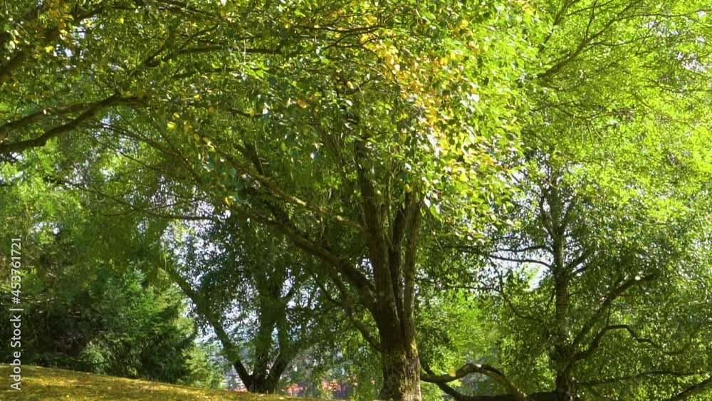 Yellow foliage falls in the wind from a birch in slow motion in autumn. Falling autumnal leaf. Yellow foliage falls in the wind from a birch in slow motion in autumn. Falling autumnal leaf.
