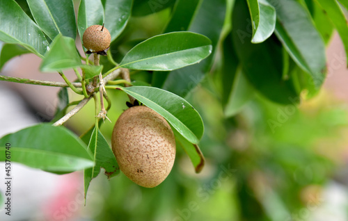 Sapodilla as the local balinese kiwi growth on the tree with brown skin fruit color