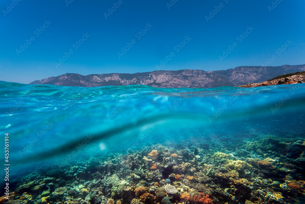 Underwater coral reef on the red sea