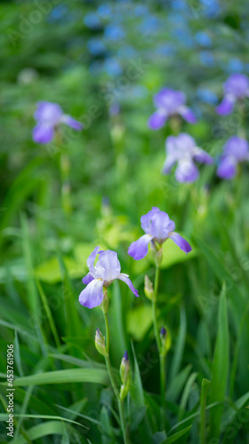 Purple irises flowers. Image with selective focus