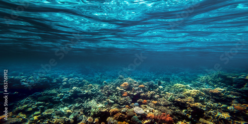 Fototapeta Naklejka Na Ścianę i Meble -  a Underwater coral reef on the red sea