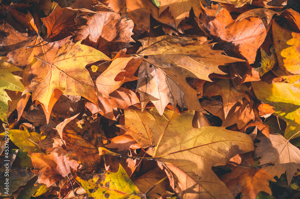 some fallen autumn leaves from above some fallen autumn leaves from above