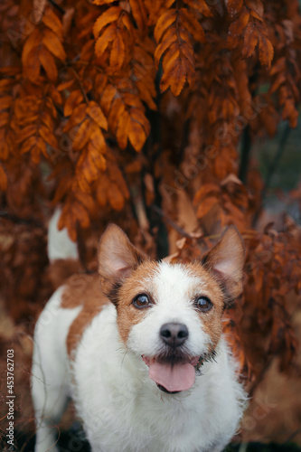dog peeps out of yellow maple leaves. Little jack russell in autumn park. 