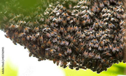 close up of bee on honeycomb