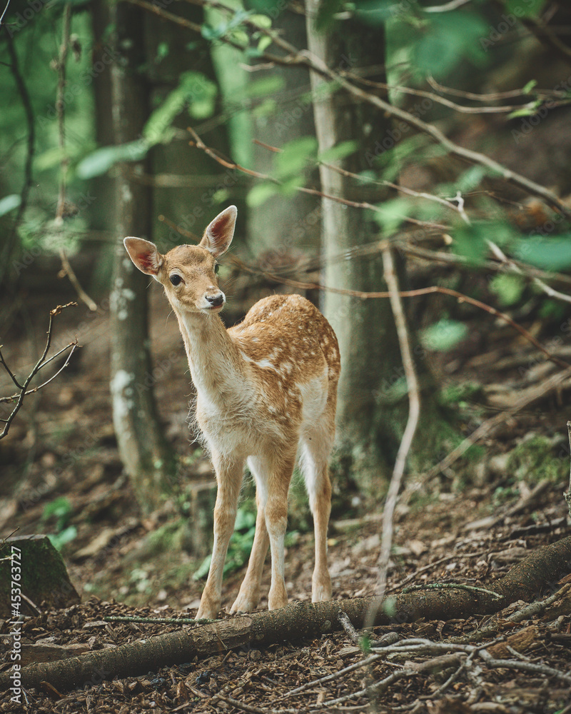 Mouflon and Deers in their typical environment. High quality photo