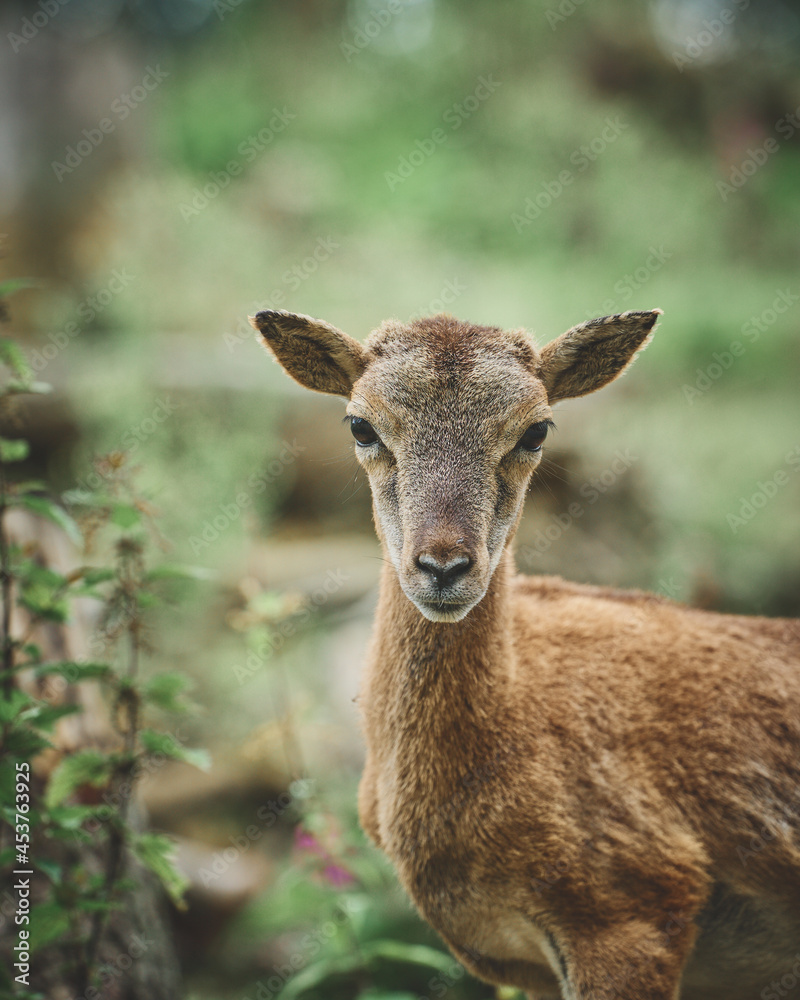 Mouflon and Deers in their typical environment. High quality photo