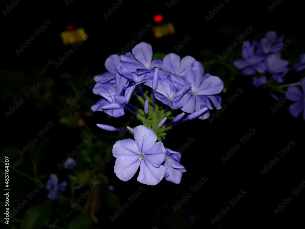 flowers on black background