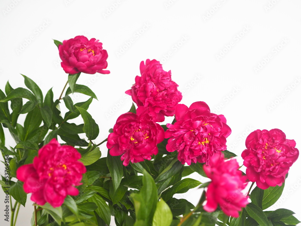 Floral background with flowers.Red peonies on a light background. Floral background with flowers.Red peonies on a light background.