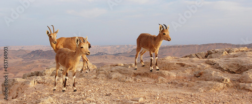 Ibex on the edge of the Machtesh Ramon in Mitzpe Ramon, Israel, Negev desert