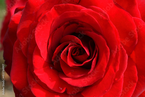 Close up of a Rose flower