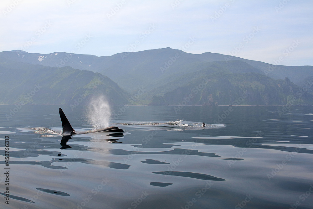 Obraz premium 【北海道】知床の海に回遊する野生のシャチ（北海道羅臼沖）