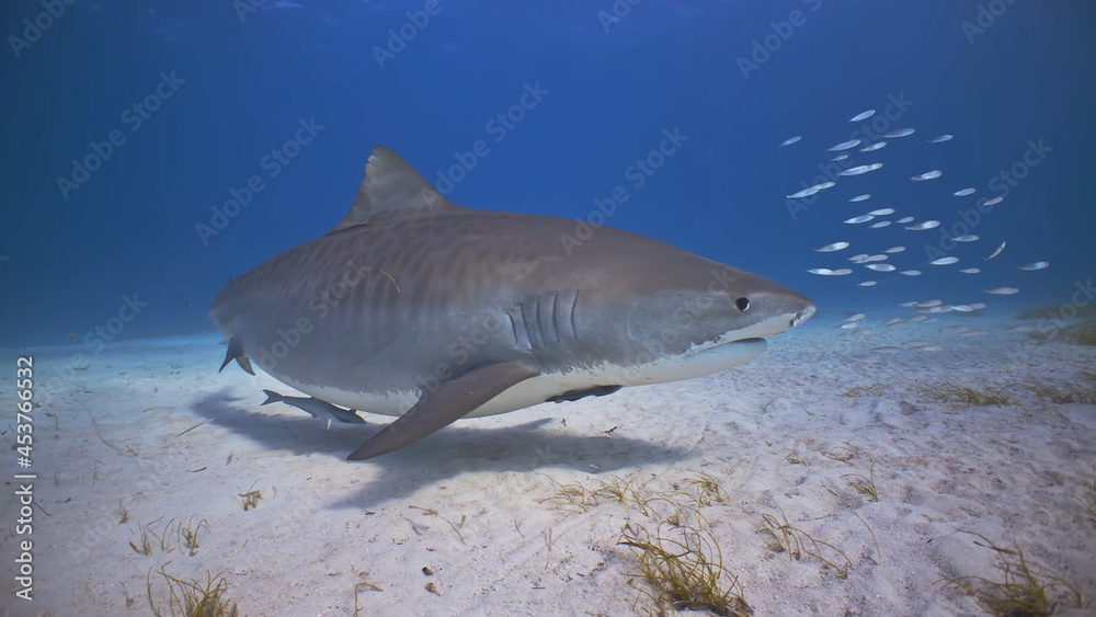 Naklejka premium Wonderful marine inhabitants are posing in front of the camera! 