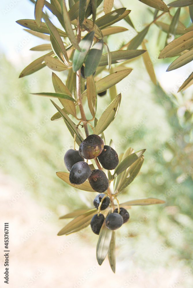 Olives on a olive tree, twig with fresh fruits, hain in Israel Olives on a olive tree, twig with fresh fruits, hain in Israel